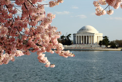 The Jefferson Memorial during the Cherry Blossom Festival